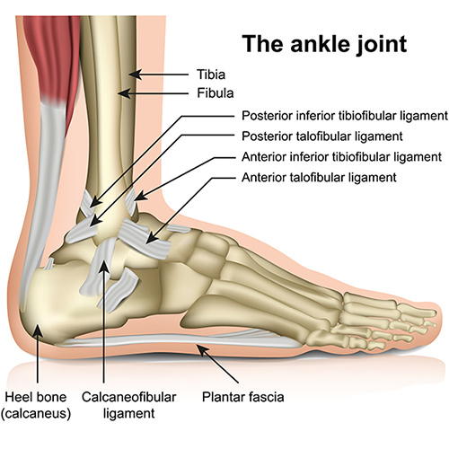 medial ankle ligaments