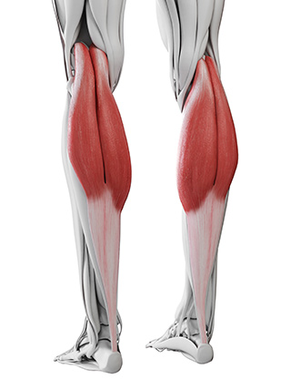 Calf Muscle anatomy